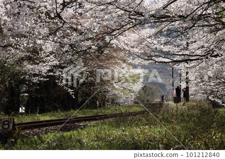 Cherry blossoms in full bloom at Tanigumiguchi Station on the Tarumi Railway [Ibigawa Town, Gifu Prefecture] 101212840