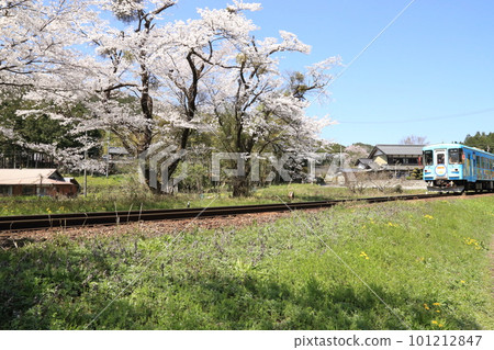 Cherry blossoms in full bloom at Tanigumiguchi Station on the Tarumi Railway [Ibigawa Town, Gifu Prefecture] 101212847