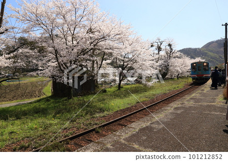 Cherry blossoms in full bloom at Tanigumiguchi Station on the Tarumi Railway [Ibigawa Town, Gifu Prefecture] 101212852