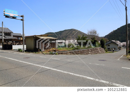 Cherry blossoms in full bloom at Tanigumiguchi Station on the Tarumi Railway [Ibigawa Town, Gifu Prefecture] 101212881
