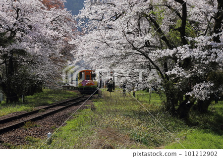 Cherry blossoms in full bloom at Tanigumiguchi Station on the Tarumi Railway [Ibigawa Town, Gifu Prefecture] 101212902