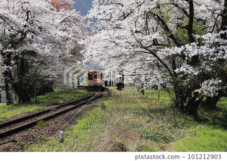 Cherry blossoms in full bloom at Tanigumiguchi Station on the Tarumi Railway [Ibigawa Town, Gifu Prefecture] 101212903
