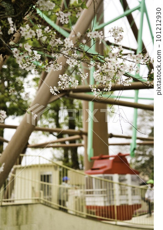 Ishiyama Kannon Pond R5 Cherry Blossoms Ferris Wheel Ishiyama Kannon Pond R5 Cherry Blossoms Ferris Wheel 101212930