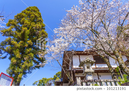 Kyoto Ryozen Gokoku Shrine Cherry blossoms in full bloom Kyoto Ryozen Gokoku Shrine Cherry blossoms in full bloom 101213191