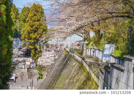 Kyoto Ryozen Gokoku Shrine, cherry blossom season Kyoto Ryozen Gokoku Shrine, cherry blossom season 101213208