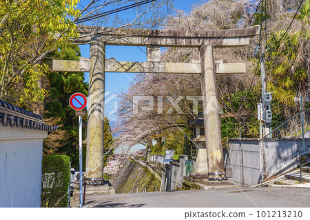 Kyoto Ryozen Gokoku Shrine South Torii Gate Cherry blossom season 101213210