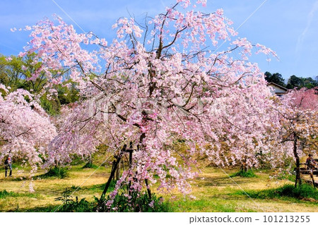 加古川八幡神社垂枝櫻花 加古川八幡神社垂枝櫻花 101213255