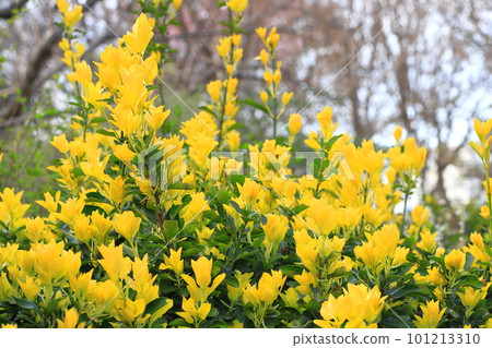 A new leaf of a yellow shining golden masaki 101213310