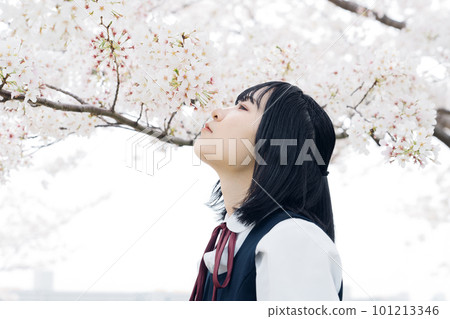 High school girl looking at cherry blossoms High school girl looking at cherry blossoms 101213346