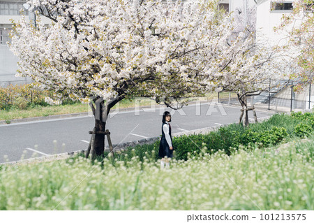 Sakura and school girls Sakura and school girls 101213575