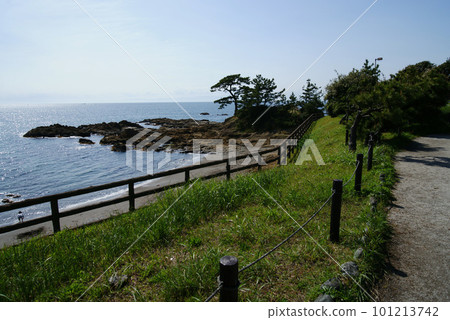 Brahma's nose and pine trees from Tateishi Park 101213742