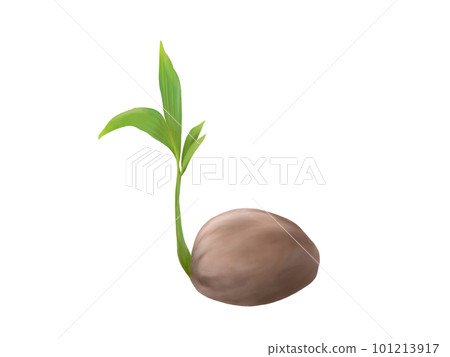 Illustration material of beautiful sprouted palm fruit (watercolor) Illustration material of beautiful sprouted palm fruit (watercolor) 101213917