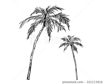 Rough illustration material (pen drawing) of two palm trees Rough illustration material (pen drawing) of two palm trees 101213918