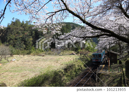 垂水鐵道・日向站櫻花盛開【岐阜縣本棲市】 101213935