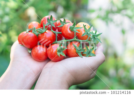 Closeup hand holding tomatoes on branch in vegetable farm with smile face and happy feeling for healthy food concept, vintage color tone, selective focus 101214116