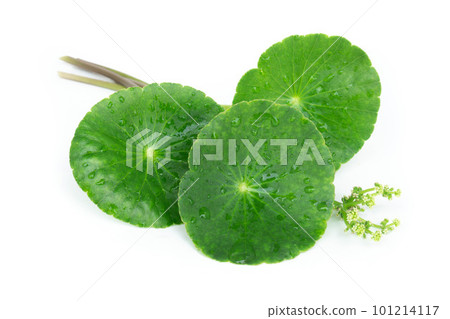 Closeup leaf of Gotu kola, Asiatic pennywort, Indian pennywort on white background, herb and medical concept 101214117