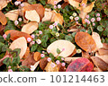Autumn fallen leaves and flowers of Himetsurusoba (Himetsuru soba) like confetti 101214463