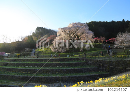 Matabei Sakura (Hongo no Takizakura) [Uda City, Nara Prefecture] 101214507