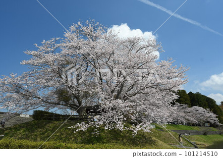 盛開的櫻花在藍天中閃耀 101214510