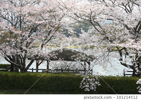 在櫻花中小憩 101214512