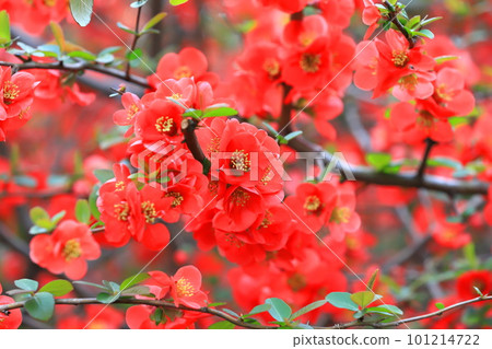 紅木瓜花 101214722