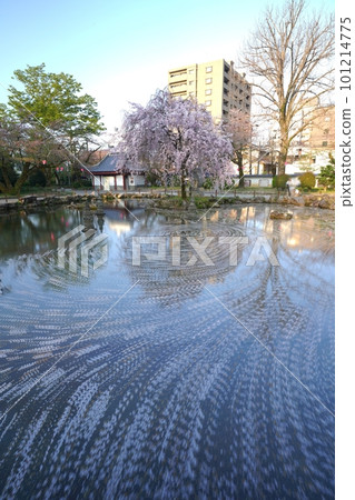 岐阜公園中日友好花園花筏清晨 岐阜公園中日友好花園花筏清晨 101214775