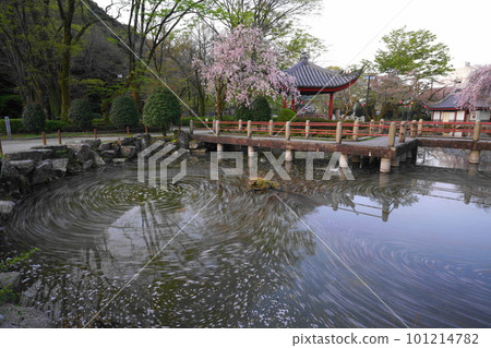 Flower raft in the Sino-Japanese Friendship Garden in Gifu Park in the morning Flower raft in the Sino-Japanese Friendship Garden in Gifu Park in the morning 101214782