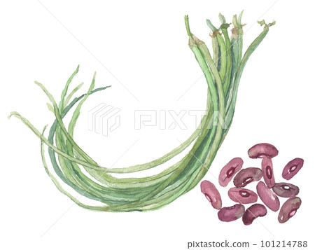 水彩豆莢和豆子 101214788