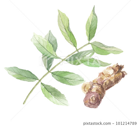 Salacia leaves and roots painted in watercolor 101214789