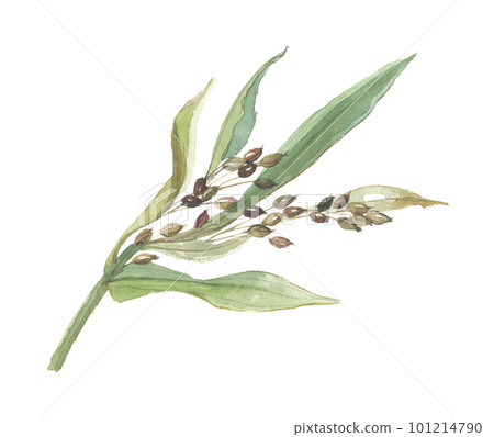 Hatomugi painted by watercolor Hatomugi painted by watercolor 101214790