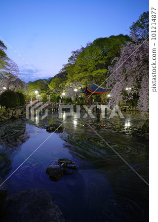 Flower rafts in the Sino-Japanese Friendship Garden in Gifu Park before dawn Flower rafts in the Sino-Japanese Friendship Garden in Gifu Park before dawn 101214877