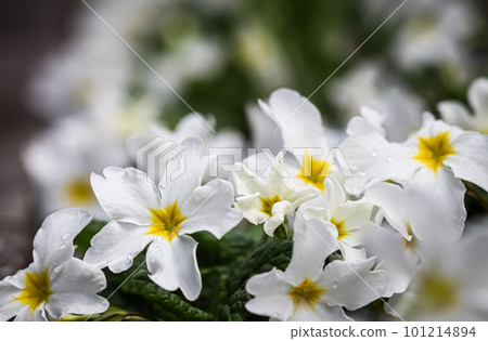 Blooming white primrose in the spring garden. 101214894