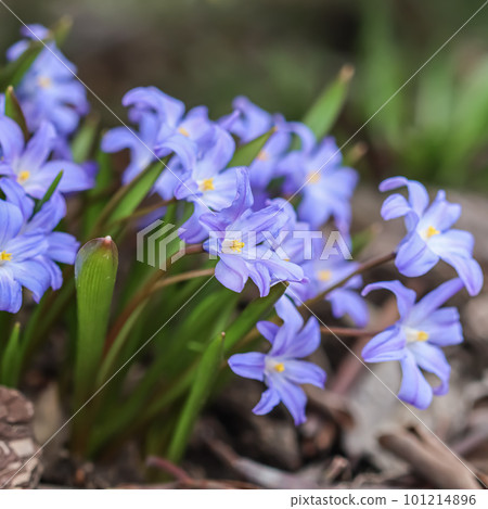 Blooming beautiful blue Chionodoxa flowers in the spring garden 101214896