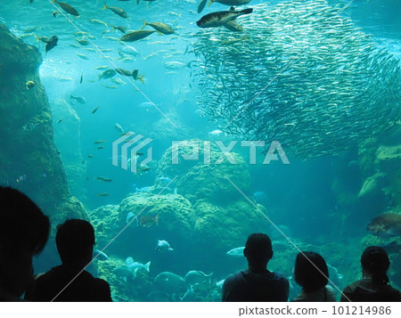 People looking at the large tank at Enoshima Aquarium 101214986