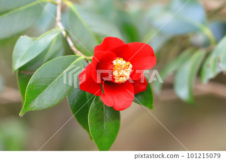 山茶花（Camellia）``Toban''（Bokuhan） 101215079