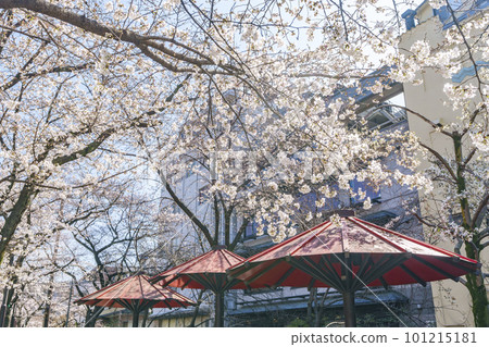 Kyoto, Gion Shirakawa, red umbrella shade, cherry blossoms in full bloom Kyoto, Gion Shirakawa, red umbrella shade, cherry blossoms in full bloom 101215181