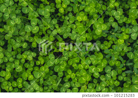 Greenish cleaver natural background. Small green Clover leaves pattern background, Natural and St. Patrick's day background and shamrock wallpaper. Vacation and holiday clovers  101215283