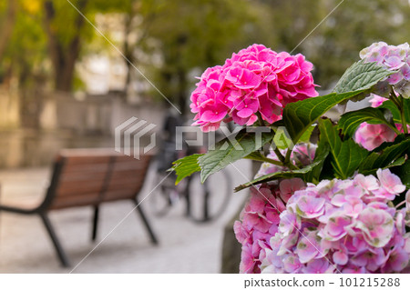 Beautiful bloom flowers of Hydrangea macrophylla in city street. Clay pot with bush of blooming pink hydrangeas in spring. Town decor Gdansk Poland Beautiful bloom flowers of Hydrangea macrophylla in city street. Clay pot with bush of blooming pink hydrangeas in spring. Town decor Gdansk Poland 101215288