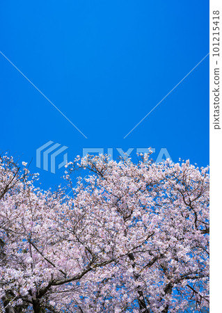 [Spring] Cherry blossoms under the blue sky Somei Yoshino 101215418