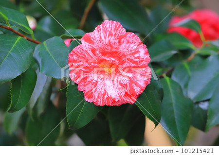 Camellia ``Soshi-arai'' (Sousiarai) Camellia ``Soshi-arai'' (Sousiarai) 101215421