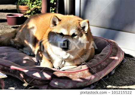 曬太陽的柴犬 曬太陽的柴犬 101215522
