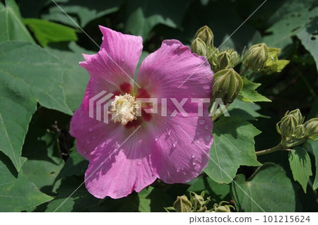 A medium-sized shrub that is strong against the summer sun and afternoon sun 3 101215624