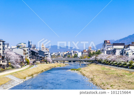 Kamogawa cherry blossoms in spring, Kyoto 101215664