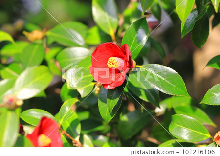 山茶花``Kon Wabisuke''（Konwa Bisuke） 101216106