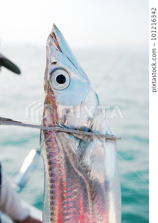 Grab a hairtail with fish clippers 101216342