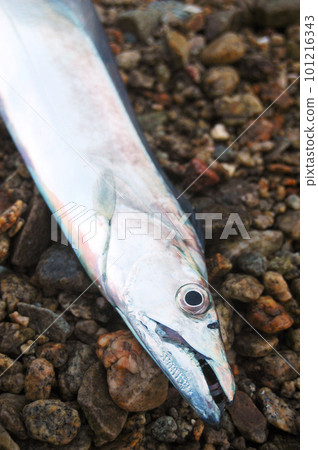 Freshly caught hairtail 101216343