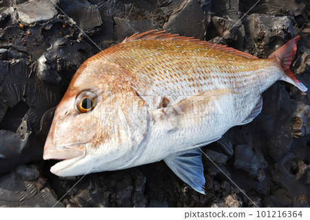 Freshly caught sea bream Freshly caught sea bream 101216364