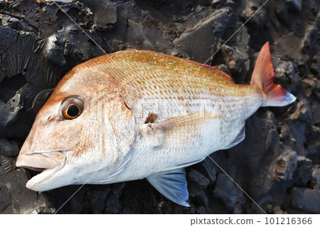 I could catch a salmon I could catch a salmon 101216366
