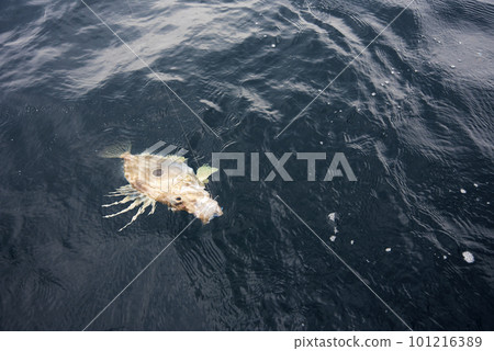 John Dory floating on the surface of the sea John Dory floating on the surface of the sea 101216389