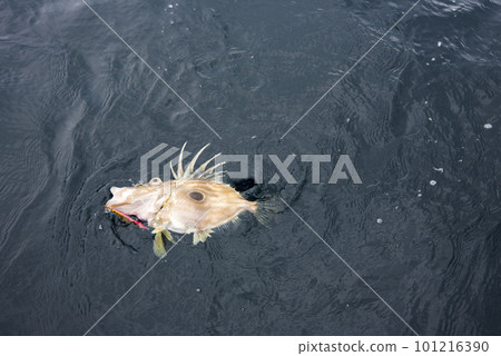 John Dory was caught John Dory was caught 101216390